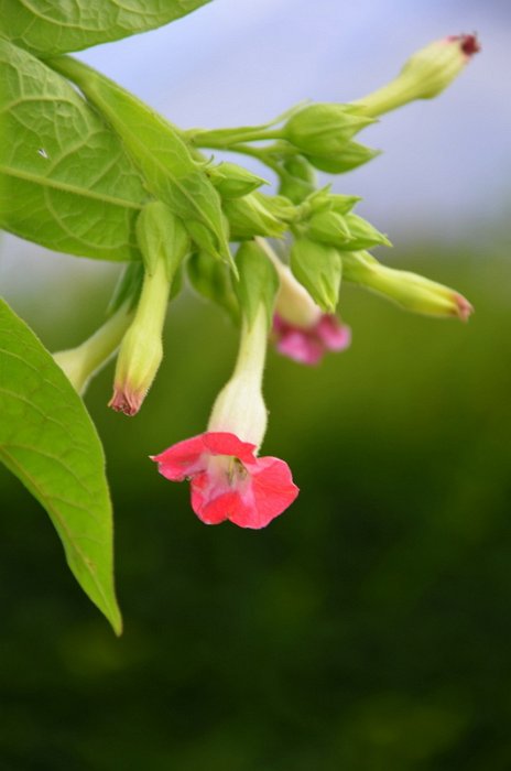 Nicotiana tabacum 'Nirvana' (2)